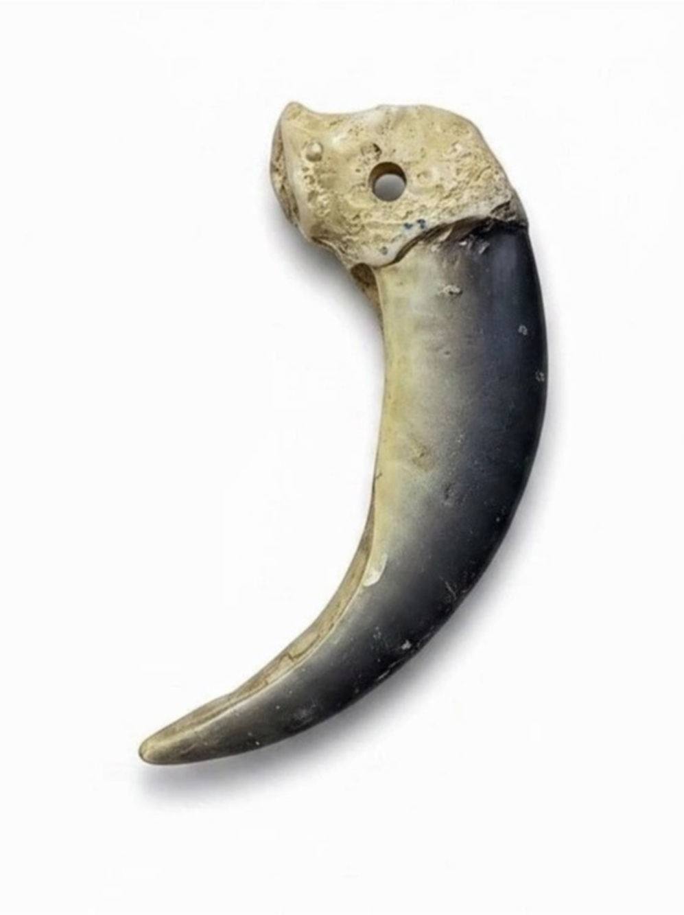 Grizzly bear Claw Replica/pendant like new